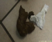 A brunette woman in a grey dress and high heels lifts her skirt and squats over the kitchen floor, pushing out a big load onto a white cloth on the tiles. Ends with a close-up of the pile. Almost 2 minutes.